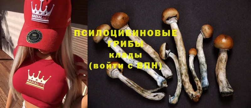 Псилоцибиновые грибы MAGIC MUSHROOMS  где купить   Нариманов 